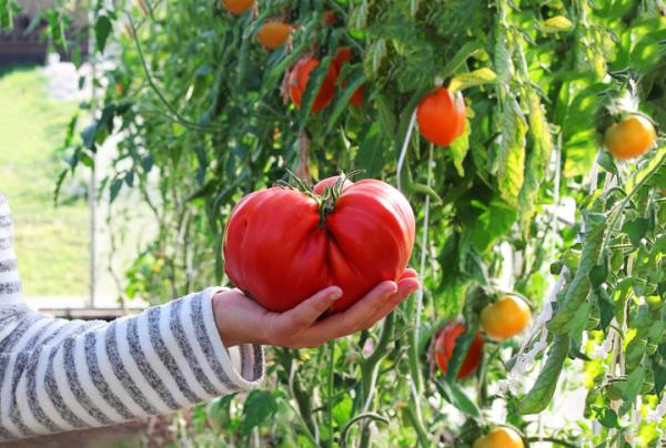 +30 sorters tomater - Typer av stora tomater: Barbastros rosa tomat