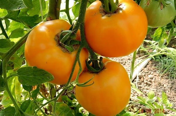 Varieties of large fleshy and very early tomatoes for open ground