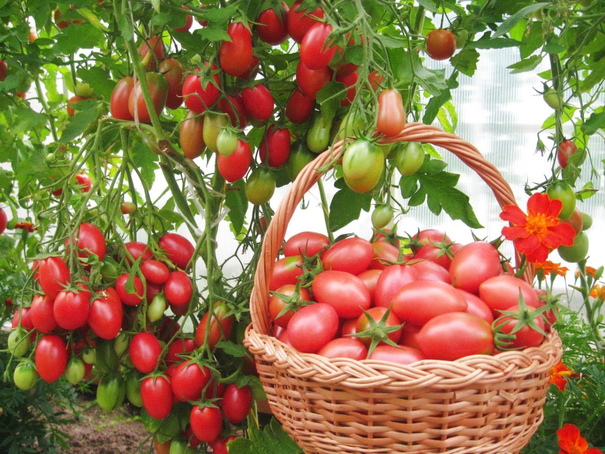 15 Best Tomato Varieties for Greenhouses