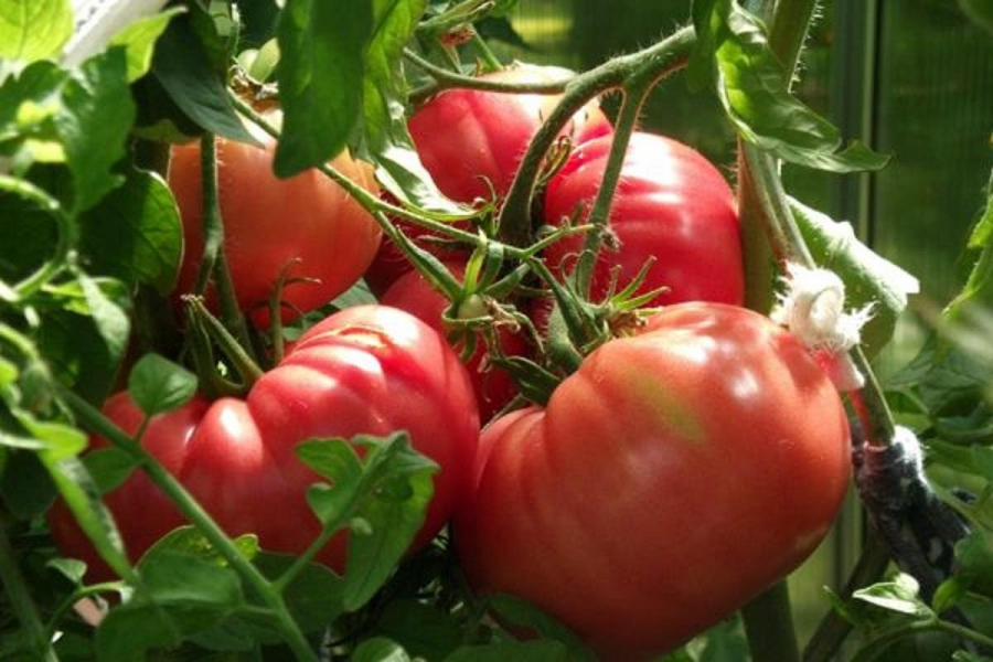 15 Best Tomato Varieties for Greenhouses