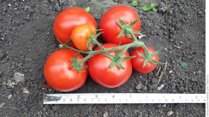 Pomodoro "Lubasha": descrizione e resa della varietà