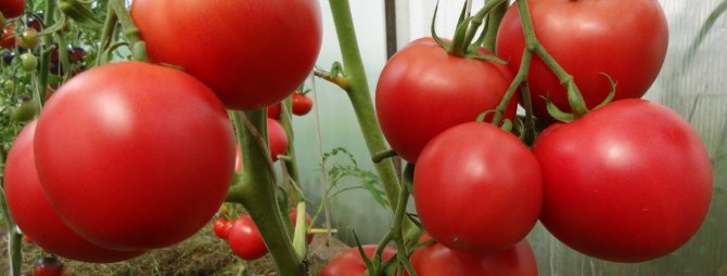 Tomat "Lyubasha": beskrivelse og udbytte af sorten
