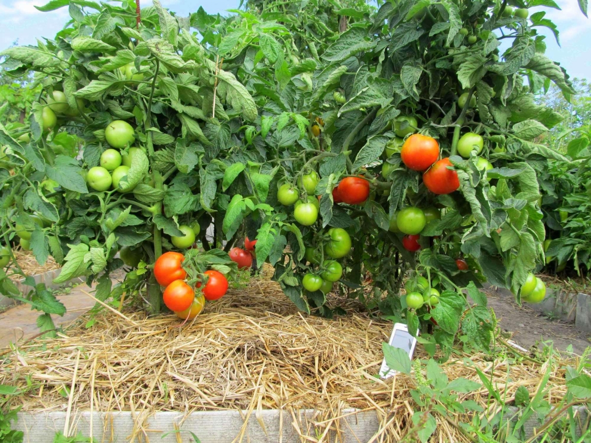 Tomate "Lyubasha": description et rendement de la variété