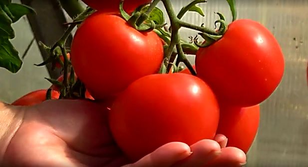 Tomaatti "Lyubasha": lajikkeen kuvaus ja tuotto