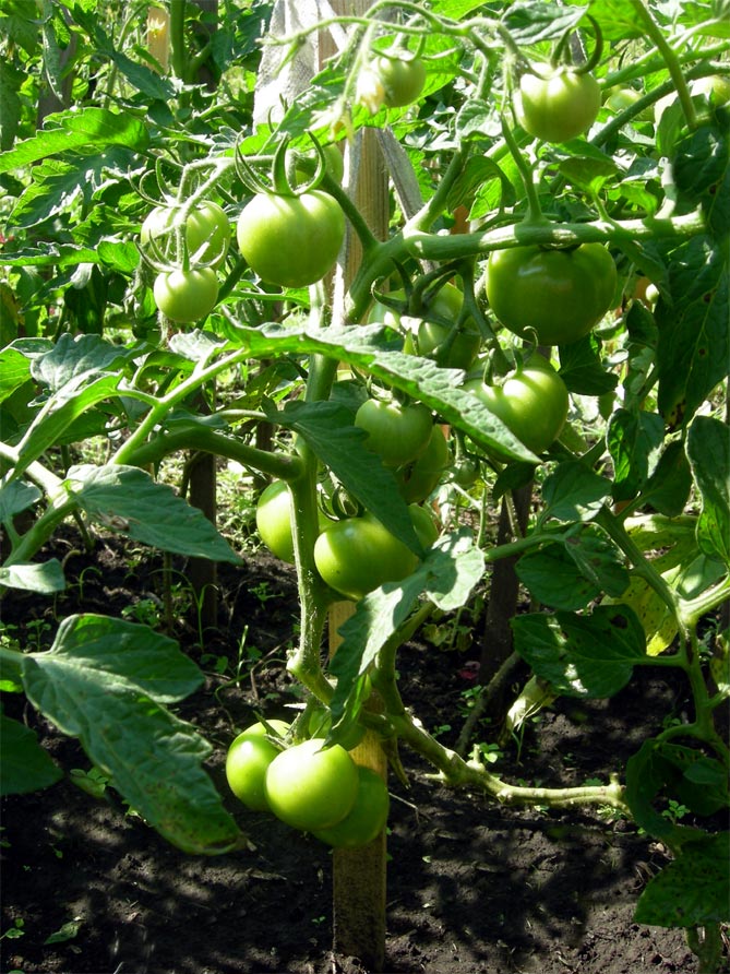 Tomat "Lyubasha": beskrivelse og udbytte af sorten