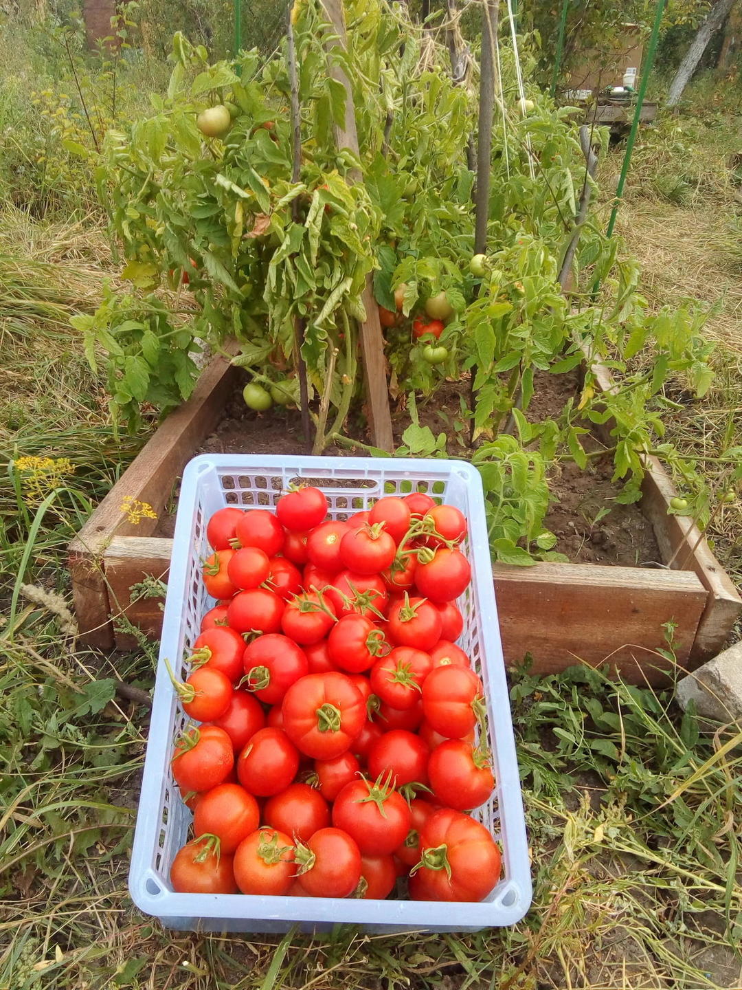 トマト "リュバシャ": 品種の説明と収量