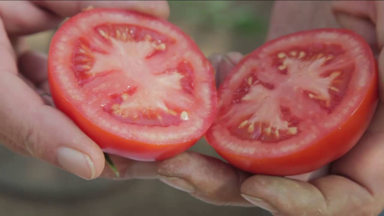 tomato "Lyubasha": penerangan dan hasil varieti