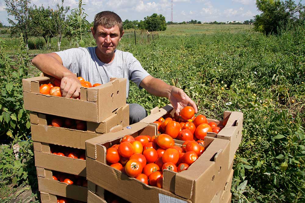 トマト "リュバシャ": 品種の説明と収量