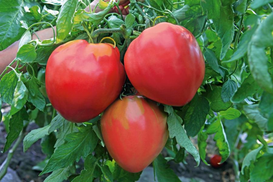 Tomato "Bull's Heart": variety description with photo, characteristics
