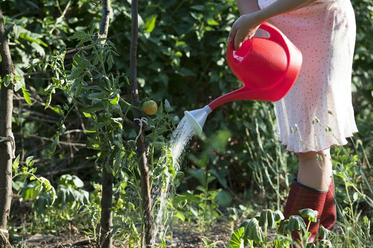 Tomaatti "Härän sydän": lajikkeen kuvaus valokuvalla, ominaisuudet