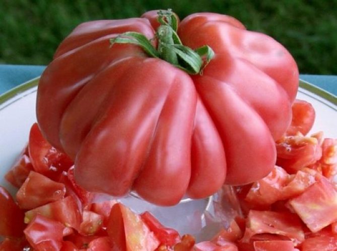 tomato "Hati Lembu": penerangan pelbagai dengan foto, ciri-ciri