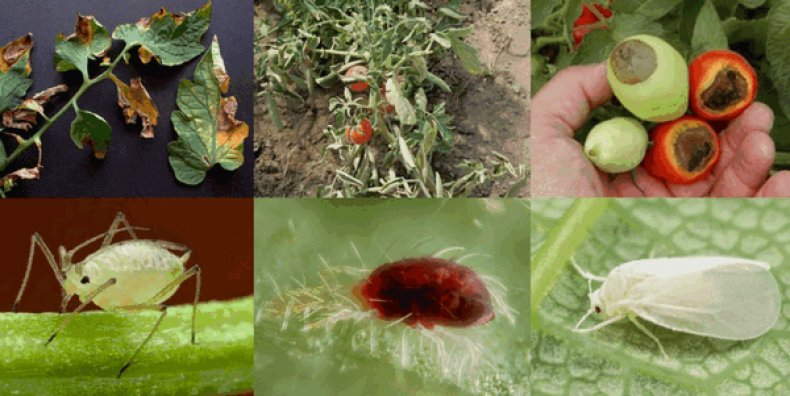 tomato "Hati Lembu": penerangan pelbagai dengan foto, ciri-ciri