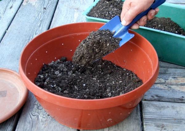 Preparación de semillas y suelo.