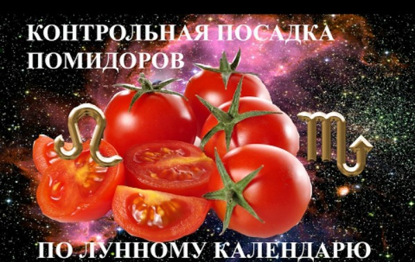 På vilken måne och i vilket stjärntecken behöver du plantera tomater