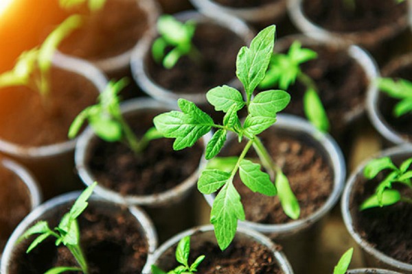 When to plant tomato seeds for seedlings