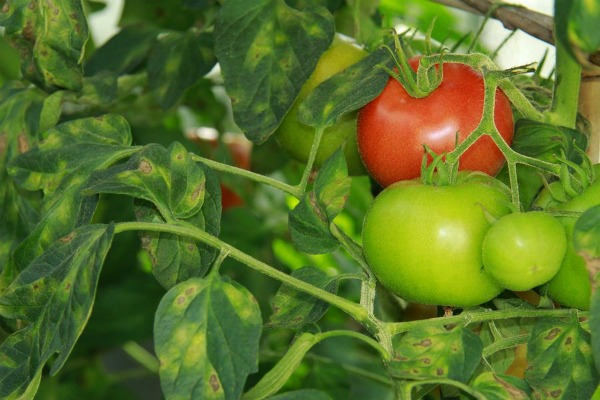 The first signs of cladosporiosis on tomatoes