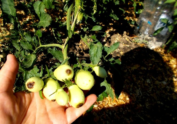 Symptoms of blossom end rot on tomatoes