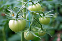 Tomaatit eivät punastu kasvihuoneessa, mitä tehdä Kuinka ruokkia Video