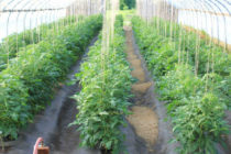 温室でトマトを正しく結ぶ方法 - 最良の方法、材料 写真