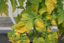 温室のトマトの葉が黄色くなる理由と対処方法 写真ビデオ