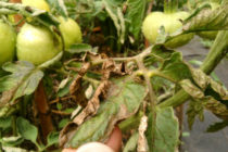 Hur man skyddar tomater från sen bräcka i ett växthus, folkläkemedel Video
