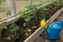 How to feed tomatoes in a greenhouse after planting to be plump