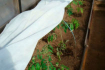 温室の霜からトマトを守る方法 春の霜からトマトの苗を守る方法