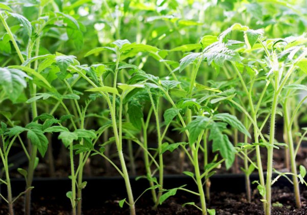 Prevention of pulling seedlings