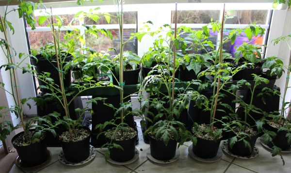Tomatfrøplanter er vokset fra, hvad man skal gøre
