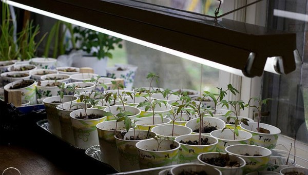 Which lamps to choose for additional illumination of tomato seedlings at home