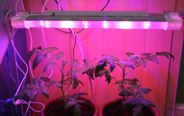 Yi-da-kanka hasken seedlings tare da LEDs