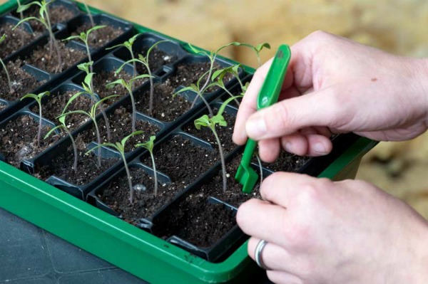 Features of seedling care