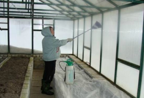 How to treat a greenhouse from pests and diseases in stages