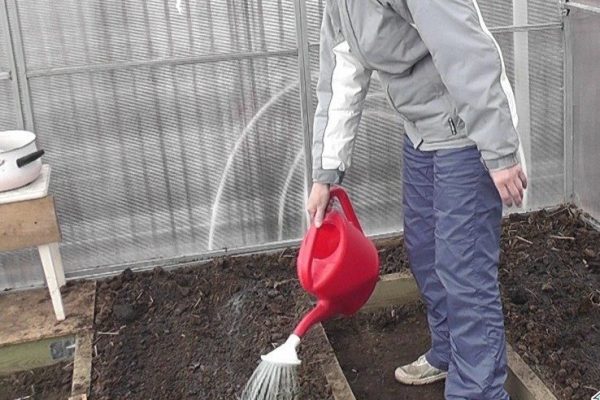 Soil disinfection in the greenhouse