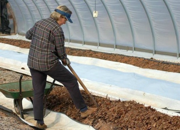 Sådan forbereder du jorden til plantning af tomater