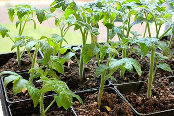 How to feed seedlings so that the tomatoes are plump