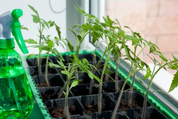 Hur man gör droppbevattning av tomatplantor på fönsterbrädan med egna händer