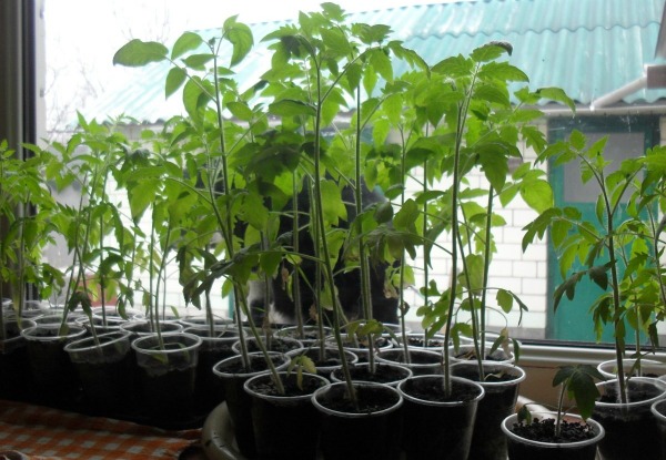 Transplantering av långsträckta plantor