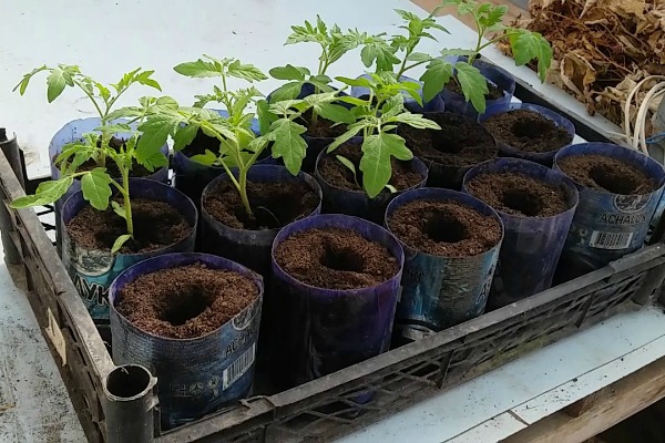 Transshipment of seedlings growing in individual cups