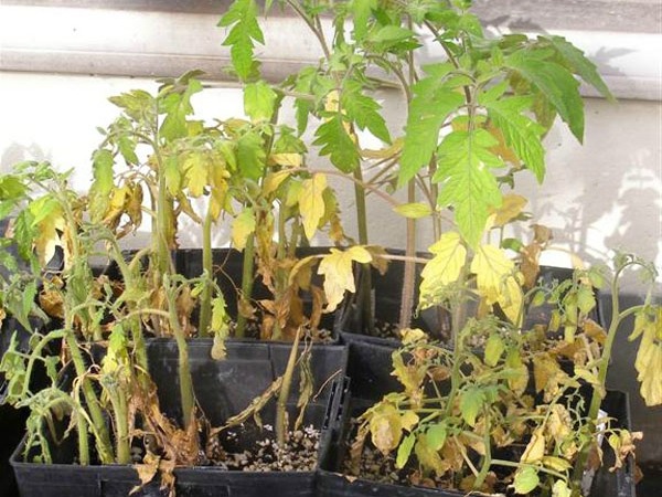 Failure to care for seedlings