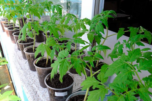 Prevention of yellowing tomatoes