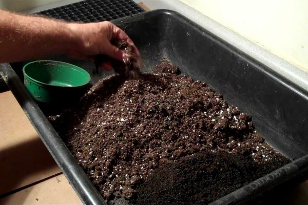 Preparing soil for tomato seedlings at home