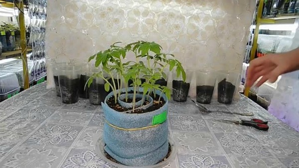 Cultivo de plántulas de tomate en caracoles.