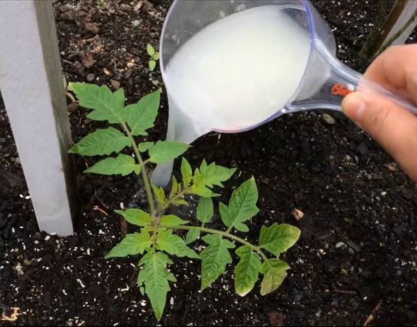 What kind of soil and growing conditions do tomatoes need