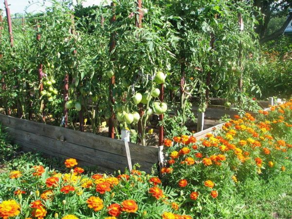 De bedste naboer, hvad er bedre at plante ved siden af ​​tomater