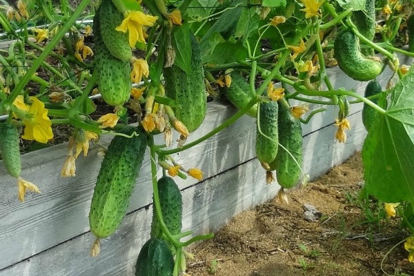 ¿Se plantan pepinos después de los tomates?