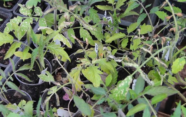 How to save frozen tomato seedlings