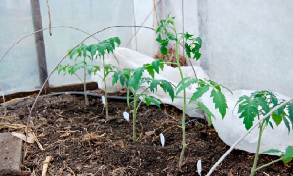 ポリカーボネート温室でトマトを霜から守る方法