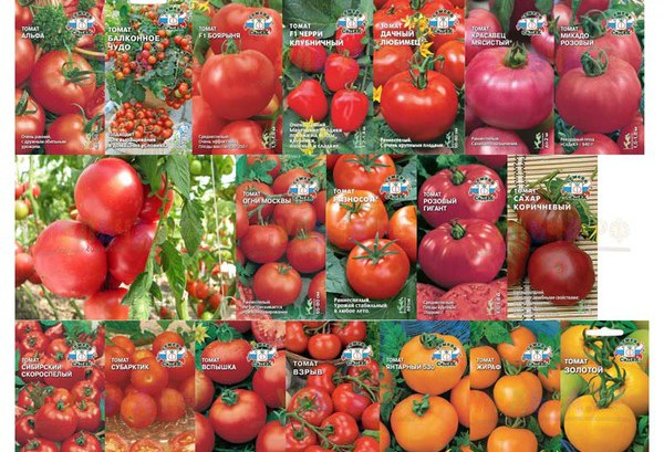 What are the best tomato seeds