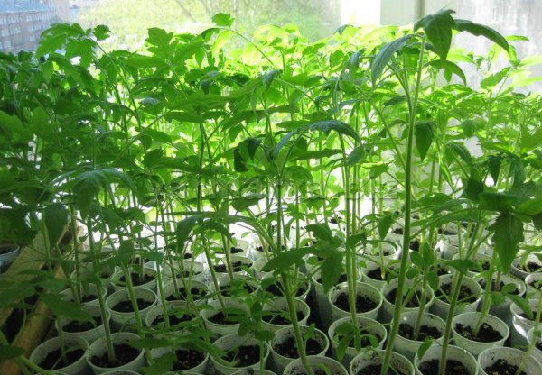 Tomato seedlings bloomed before planting in the ground